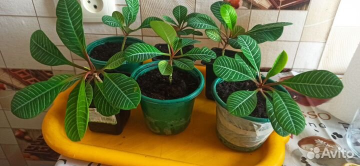 Молочай беложилковый