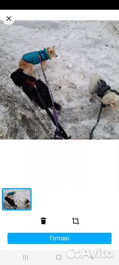 Передержка собак