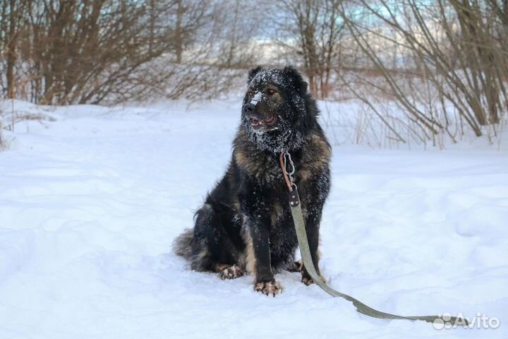 Метис кавказской овчарки Димар в добрые руки