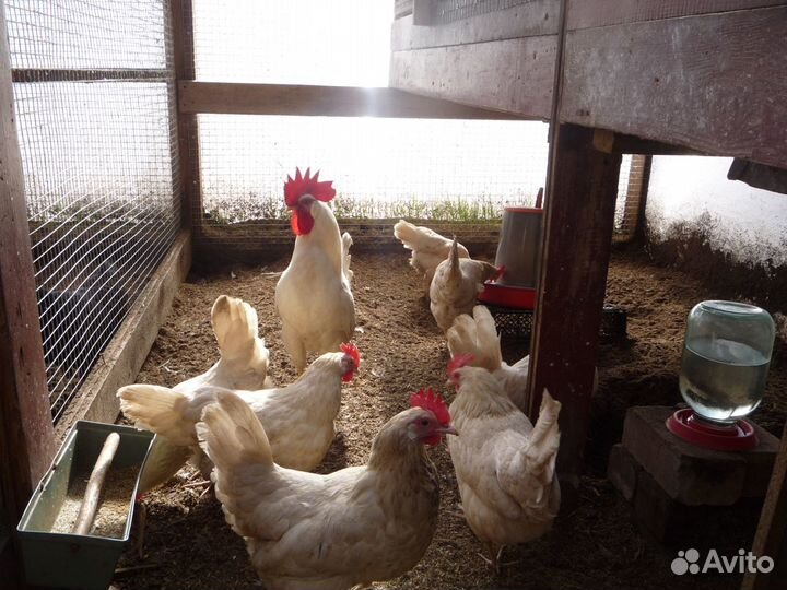 Навоз куриный в мешках