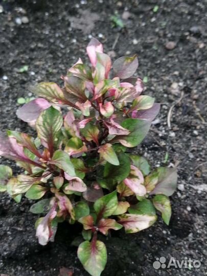 Альтернантера