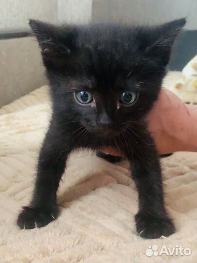 Котенок черный Пантереныш ищет дом