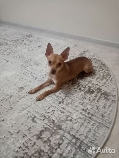 Мини той-терьер