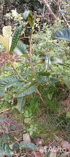 Саженцы мушмулы