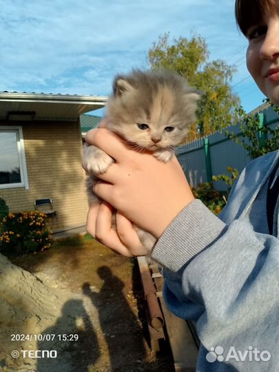 Котята 1 месяц