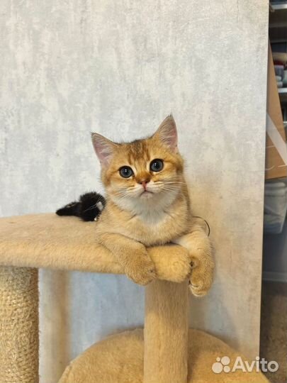 Золотая шиншилла мальчик