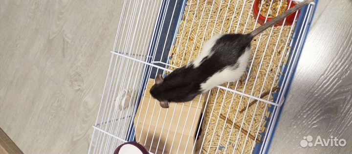 Крысы дамбо девочки