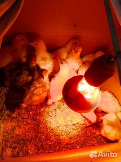 Куры молодки несушки цеплята