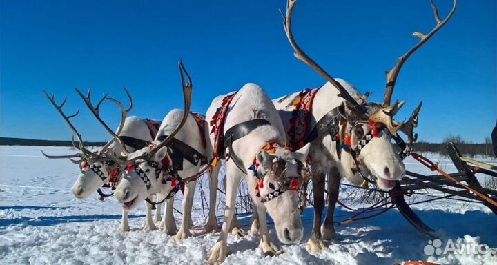 Саамская деревня