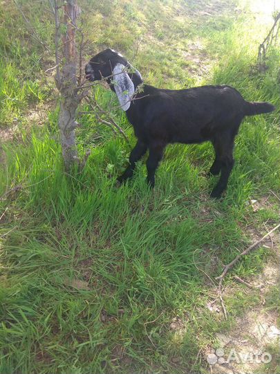 Козлята нубо-камори