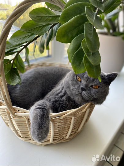 Кошка британка