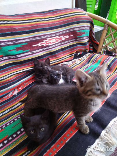 Кошки в добрые руки бесплатно