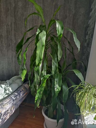 Драцена душистая