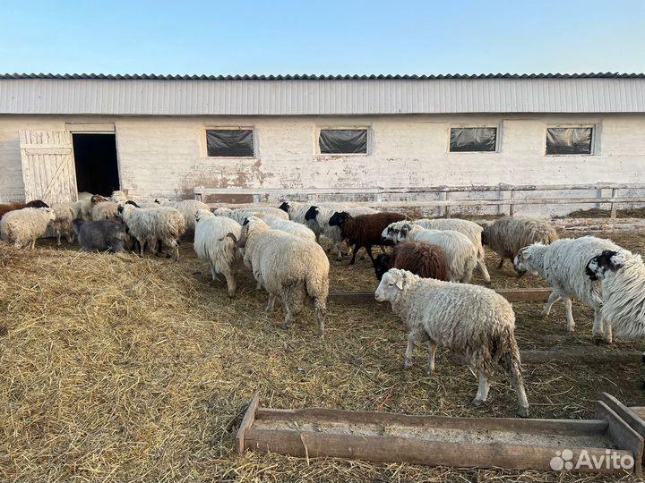 Ягнята на Курбан-Байрам