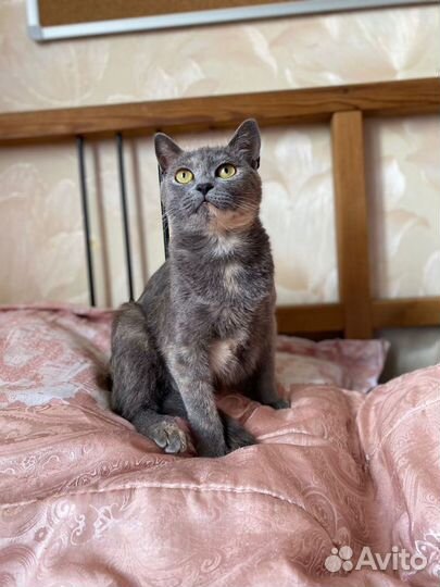 Кошки в добрые руки