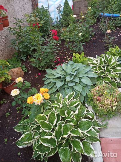 Цветы и кустарники для красоты и пользы