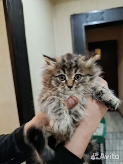 Котенок в добрые руки