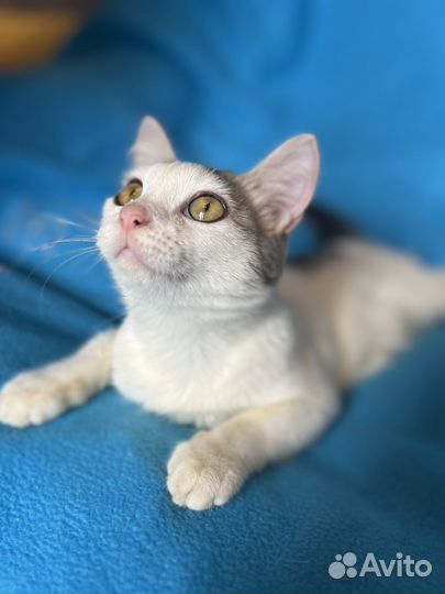 Котята в добрые руки бесплатно