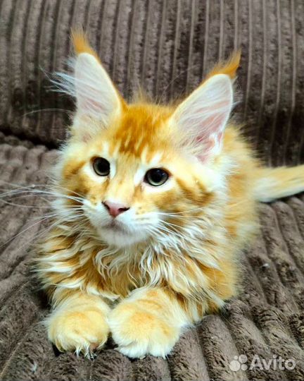 Красные тигрятки