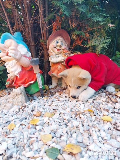 Щенки акита ину