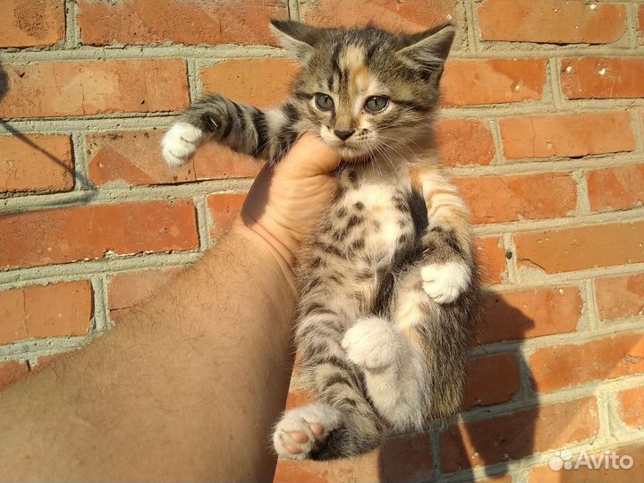 Котята в добрые руки бесплатно