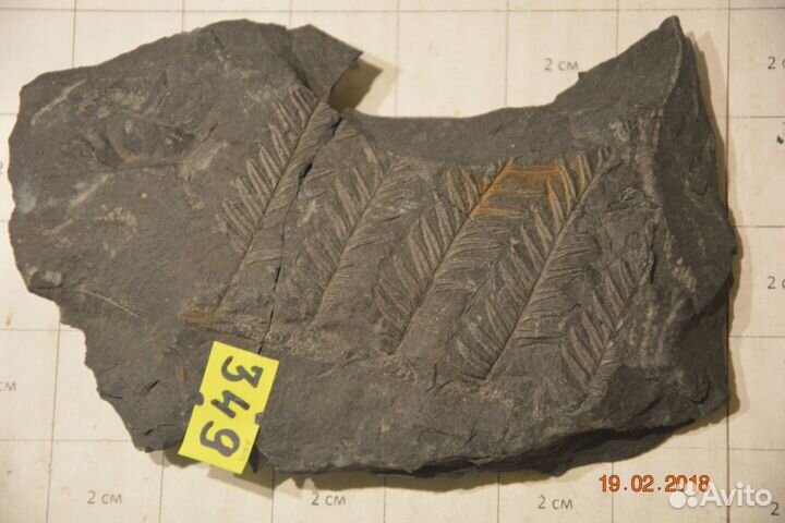 Папоротники Alethopteris, Mariopteris, Neuropteris