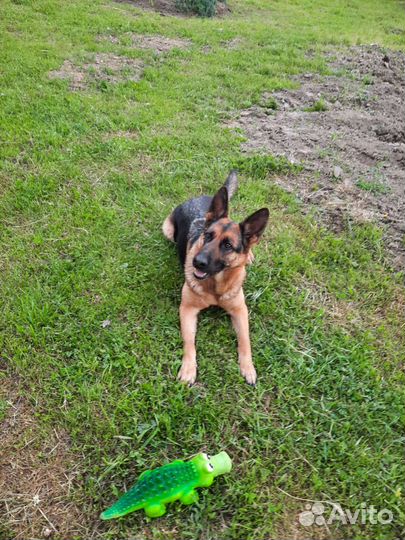 Щенки немецкой овчарки