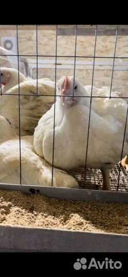 Цыплята бройлера