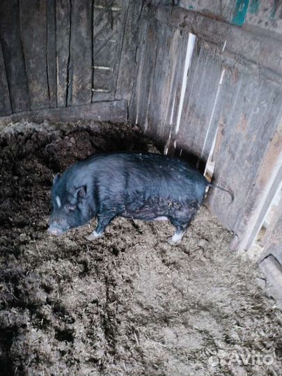 Вьетнамский вислобрюхий