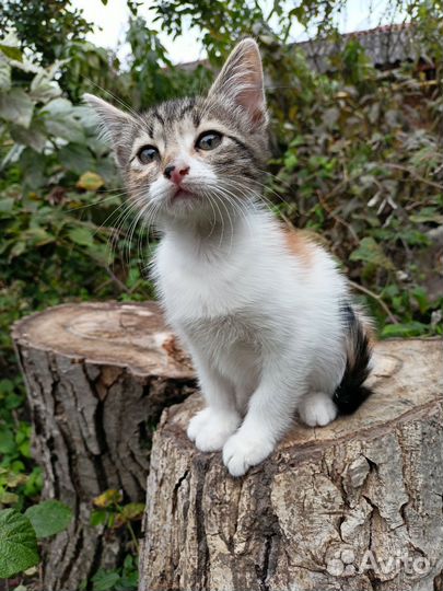 Трехцветная кошка