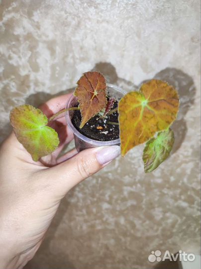 Бегония Аутум Эмбер