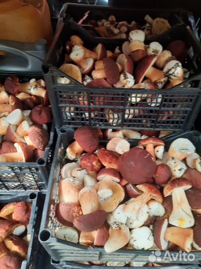 Гриб боровик