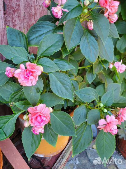 Сортовые бальзамины