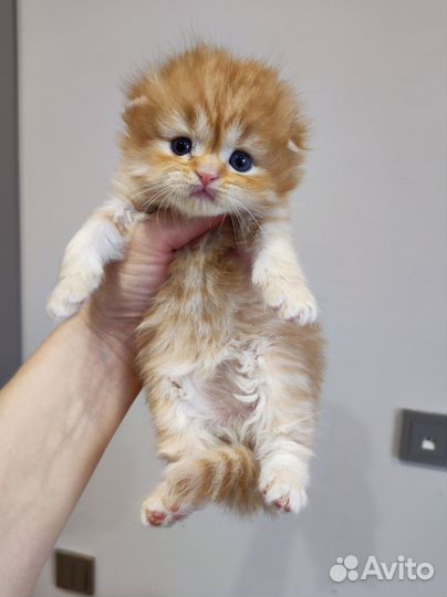 Шотландский вислоухий котик