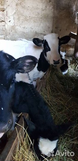 Телята, тёлочки