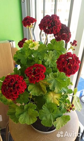 Пеларгония герань розебудная