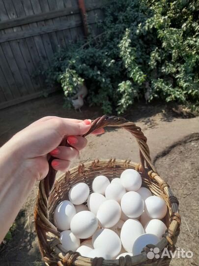 Домашние яйца куриные