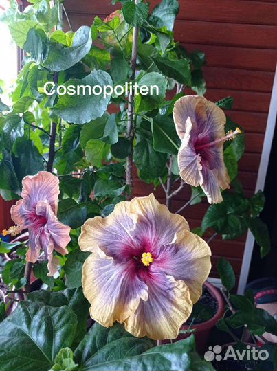 Сортовые гибискусы срезом