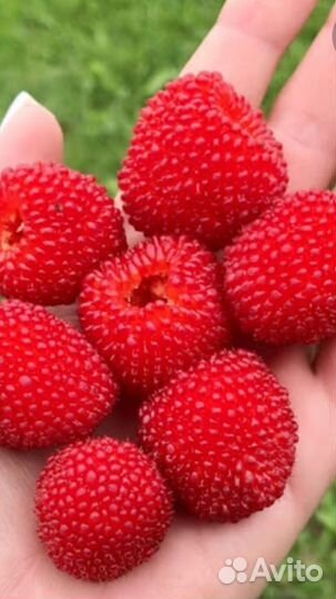 Тибетская малина