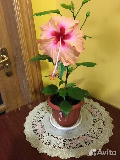 Гибискус китайская роза