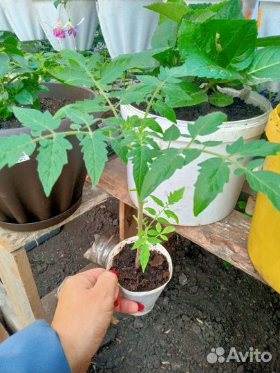 Комнатный перчик,помидорки,травы