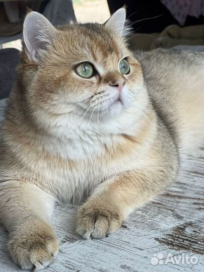 Британский кот