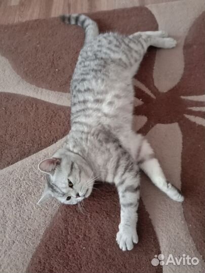 Шотландская