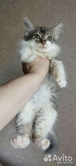 Котик в дар бесплатно