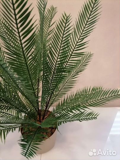 Пальма цикас