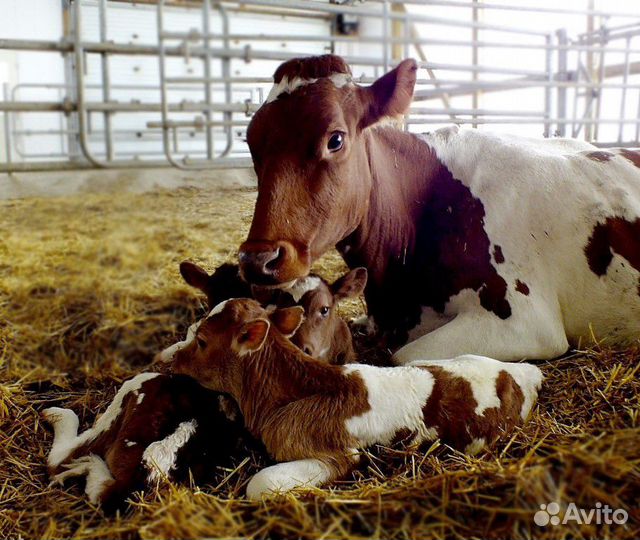Искусственное осеменение коров