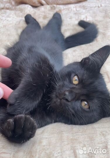 Котик