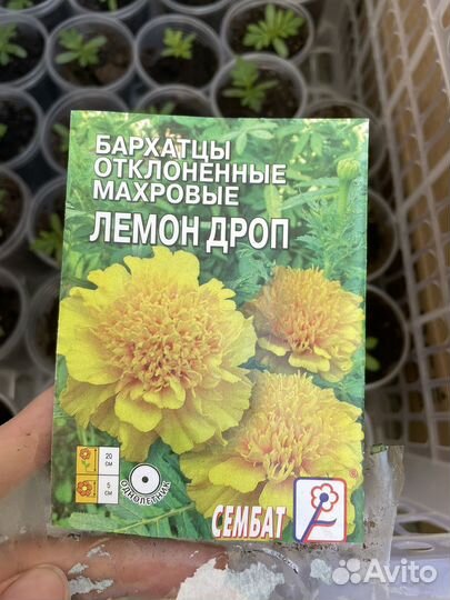 Рассада бархатцев