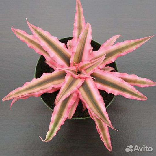 Комнатные растения для офиса, флорариумы