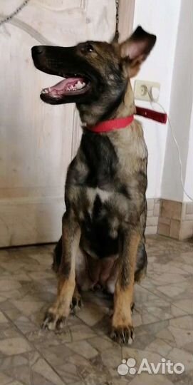 Метис в добрые руки